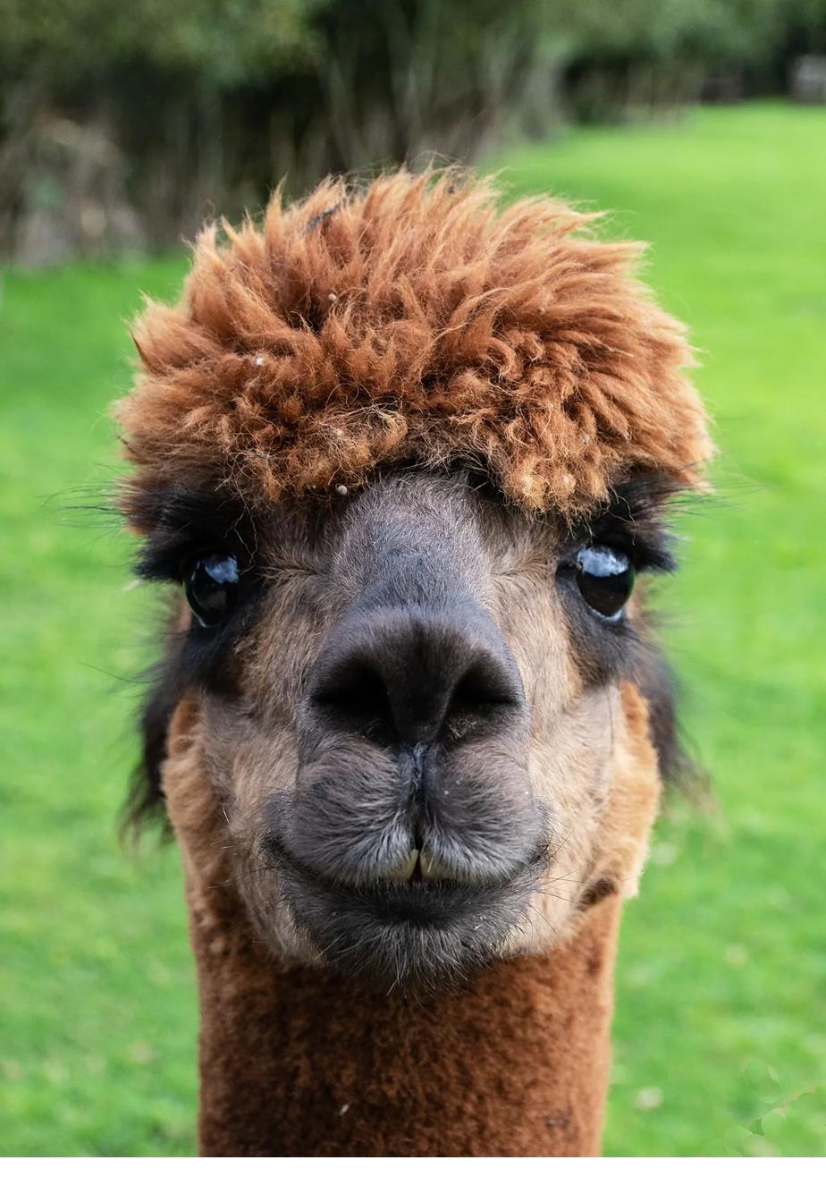 Close-up portrait of an alpaca