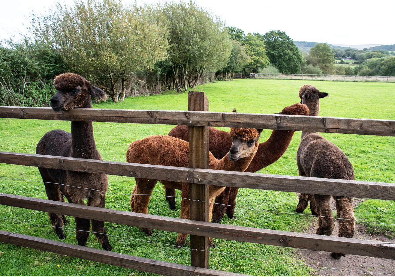 A group of alpacas by the fence