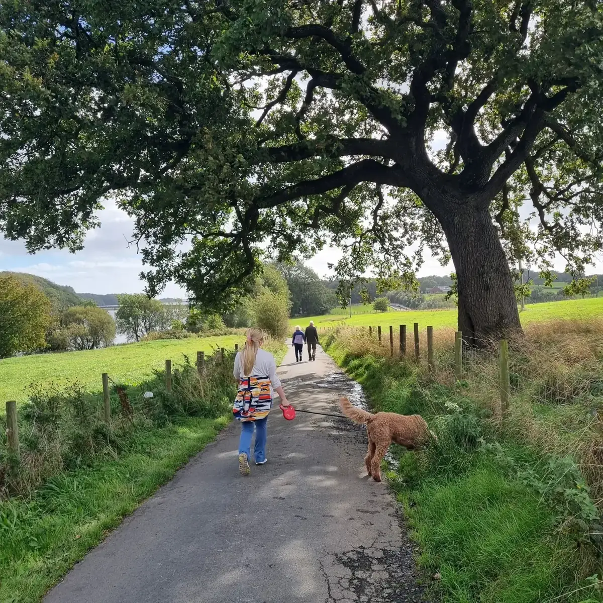 Walking a dog on a tree-lined lane beside a reservoir